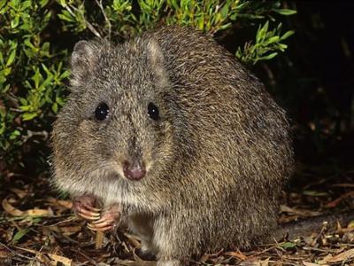 澳洲西澳省极危吉氏鼠袋鼠突破100只 逃过绝种命运