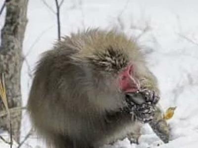 日本猕猴捕食鱼类过冬 首次有照片为证
