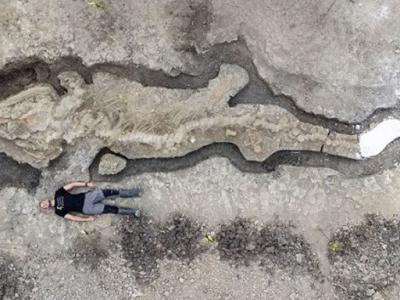 英国中部地区发现境内最大最完整鱼龙化石 仅头骨就重达一吨