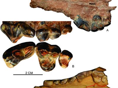 《历史生物学》：大连骆驼山金远洞发现异豺化石揭示非洲野犬-异豺支系的演化