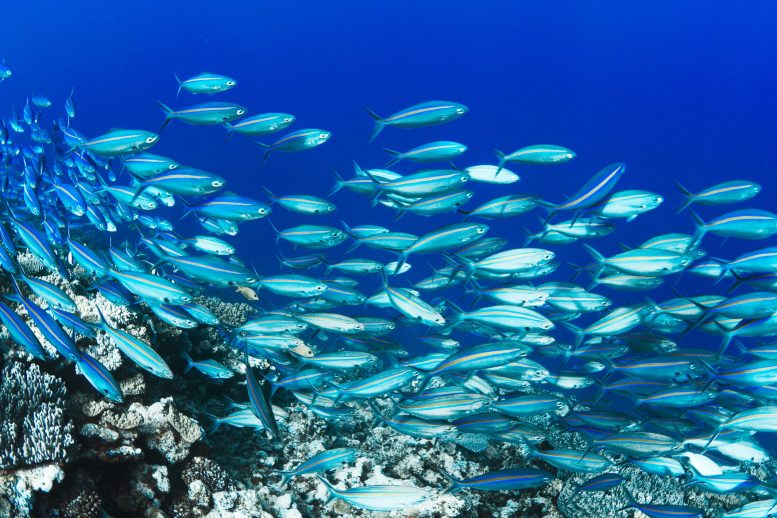 多个研究领域的突破使科学家能够跟踪海洋鱼类的整个生命周期