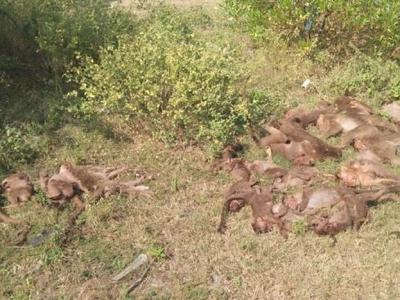 印度南部泰米尔纳德邦公路草丛惊见24只猴子集体死亡 疑遭下毒后弃尸