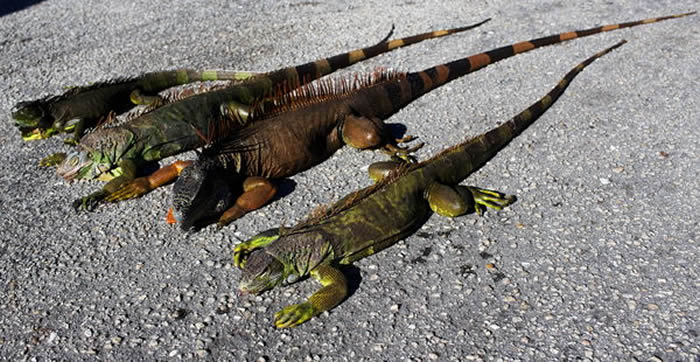 美国佛罗里达州气温骤降 政府警告小心天降绿鬣蜥
