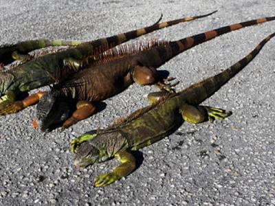 美国佛罗里达州气温骤降 政府警告小心天降绿鬣蜥