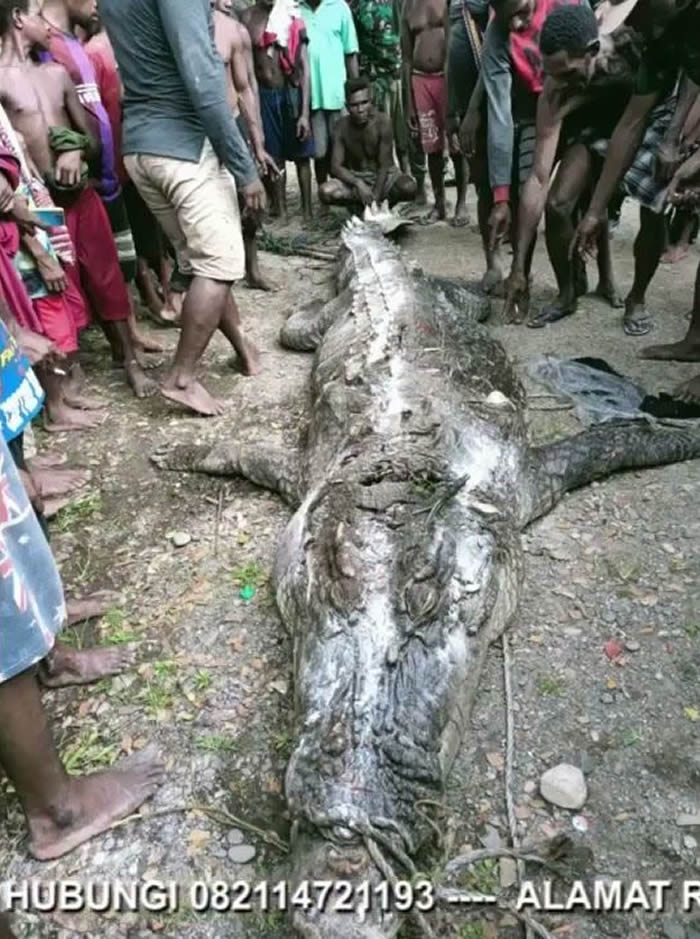 印尼男子在巴布亚热带雨林河边捕蟹时遭巨型鳄鱼吞下
