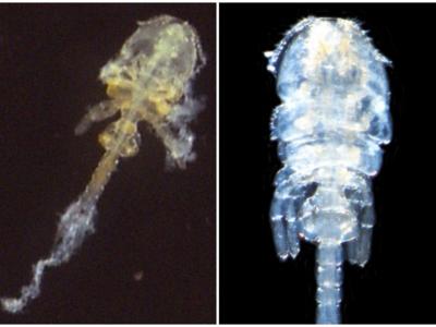 日本鹿儿岛海滩发现新的甲壳类寄生虫 获别名“咬尾虫”