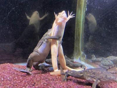 日本网友发现自家饲养的两只青蛙上演电影《铁达尼号》最经典一幕