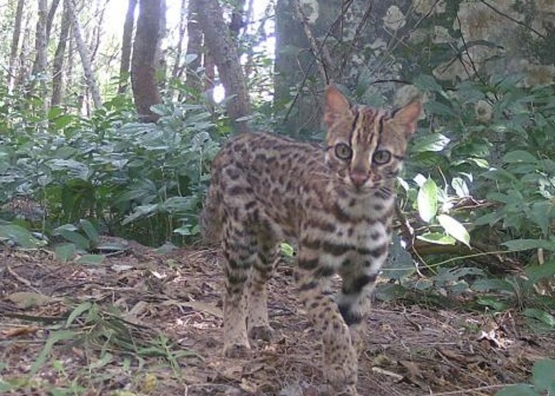 海南首次在城区发现二级保护野生动物豹猫种群