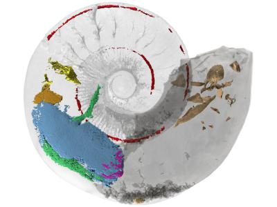 英国格洛斯特郡发现的侏罗纪化石揭示了1.65亿年前鹦鹉螺的肌肉结构
