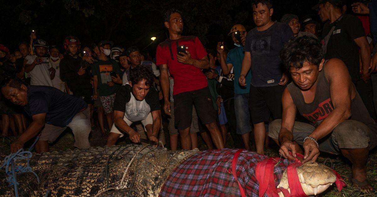 印尼中苏拉威西省帕卢市4公尺长鳄鱼过去6年颈部都套着一个轮胎 现终于被解放