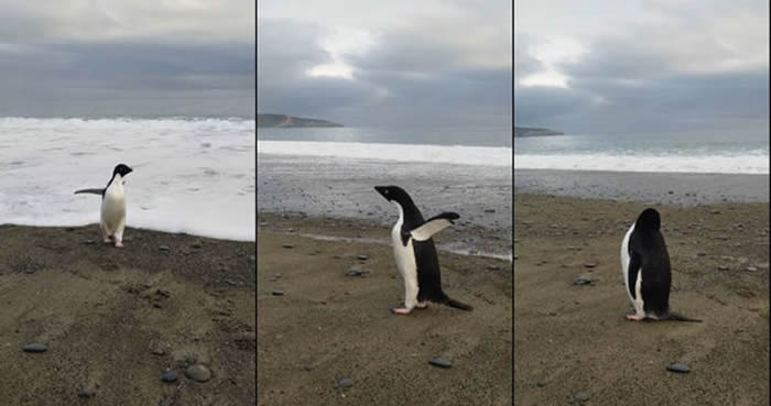 一只阿德利企鹅横越3200公里海洋抵达新西兰沙滩筋疲力尽上岸 民众以为是玩偶