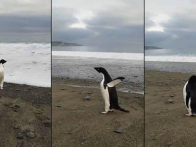 一只阿德利企鹅横越3200公里海洋抵达新西兰沙滩筋疲力尽上岸 民众以为是玩偶