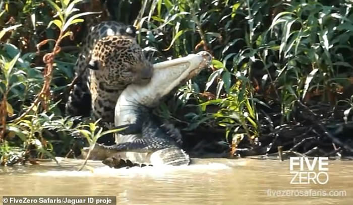 Abigail Martin：巴西潘特纳尔湿地美洲豹猎杀眼镜凯门鳄
