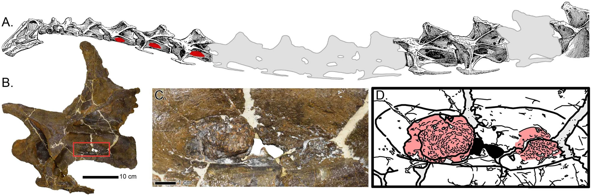 《科学报告》：一头年幼梁龙的化石残骸或成为恐龙呼吸道感染的第一个证据