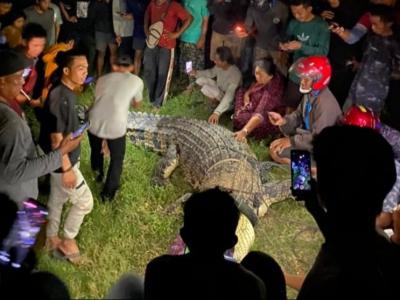 印尼4米长鳄鱼颈缠轮胎6年 热心男子助脱困