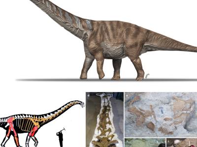 发现新泰坦龙物种Abditosaurus kuehnei：迄今为止欧洲发现的该种群的最完整标本
