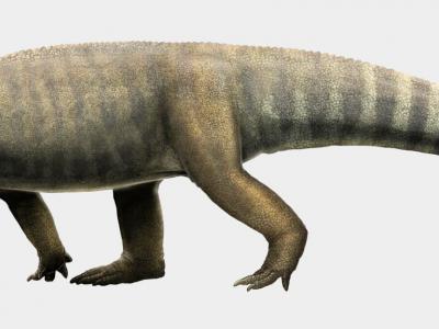 鳄鱼进化缺失环节：坦桑尼亚发现的三叠纪古龙化石确认为独立物种Mambawakale ruhuhu