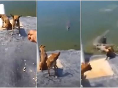 YouTube上一部狗狗被迫遭鳄鱼猎食的残忍影片引发外媒关注