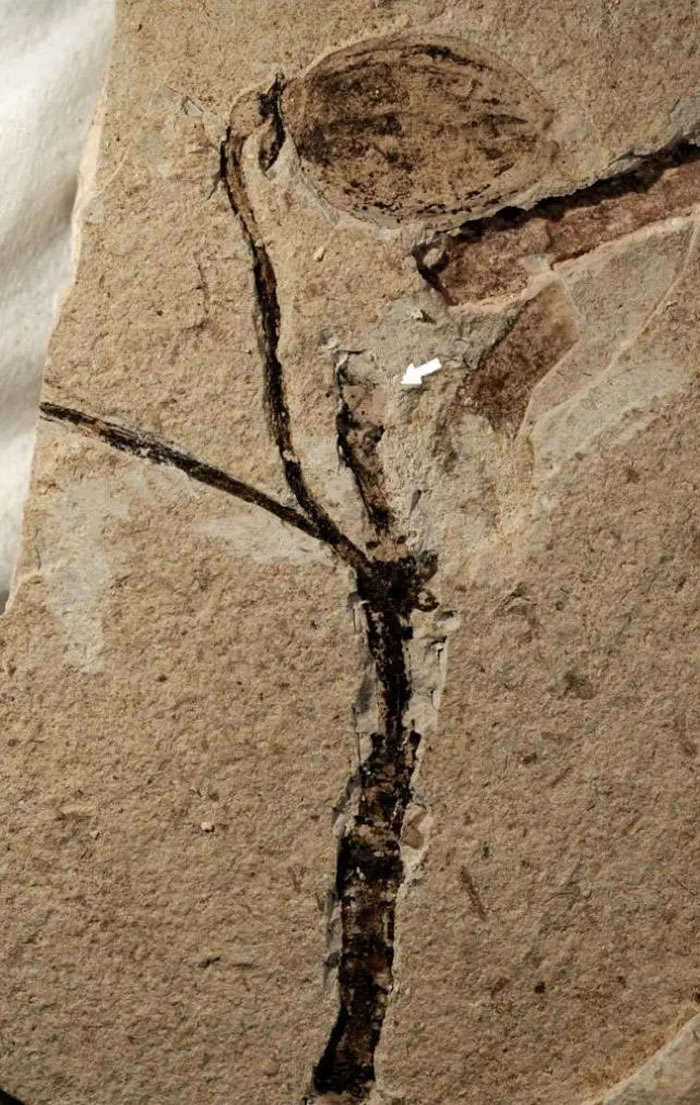 侏罗花蕾化石照片，箭头处为尚埋在岩石里的花蕾。中科院南京地质古生物研究所供图