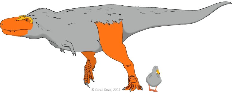 《进化》杂志：恐龙的脸和脚可能具有与现代鸟类相似的鲜艳颜色