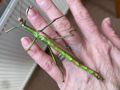 英国伦敦自然历史博物馆证实一名女子的宠物竹节虫是稀有的雌雄同体