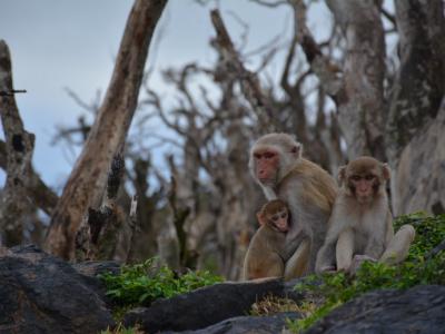 对波多黎各玛莉亚飓风幸存的猕猴研究发现：极端天气事件可能会加速人类老化