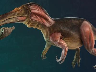 葡萄牙古生物学家发现新种恐龙Iberospinus natarioi 身长10米吃鱼维生