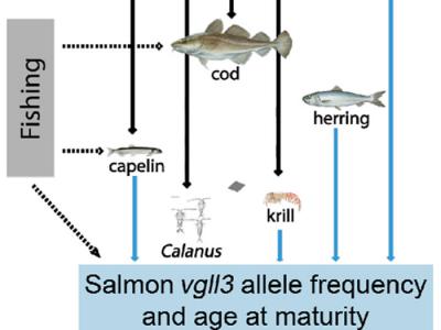 人类捕鱼活动会对大西洋鲑鱼的成熟产生演化后果