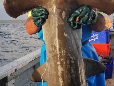 澳洲渔民在接连钓到3条鲨鱼都是只剩下头部 有更凶猛的虎鲨在附近？