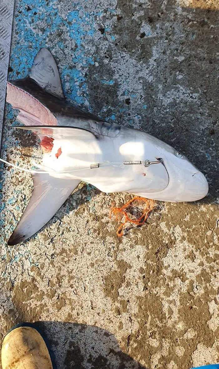 澳洲渔民在接连钓到3条鲨鱼都是只剩下头部 有更凶猛的虎鲨在附近？