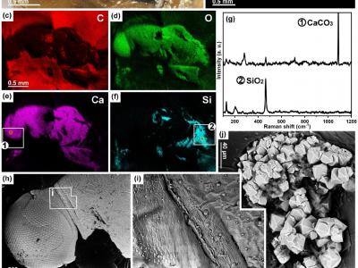 《地球生物学》：琥珀内矿化昆虫揭示琥珀埋藏学新机制