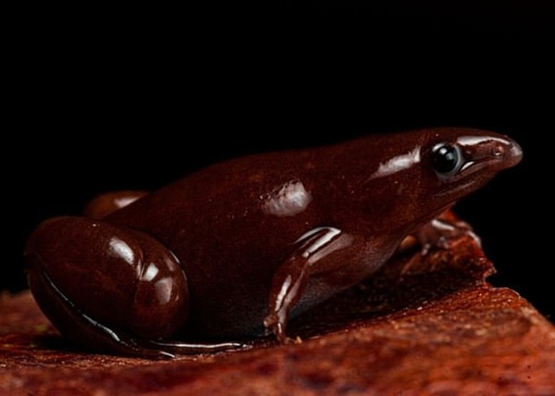 秘鲁亚马逊热带雨林发现新品种青蛙Synapturanus danta 酷似《哈利波特》中的巧克力蛙