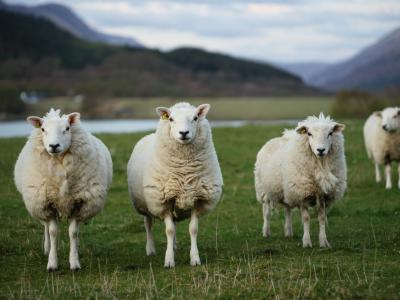 对土耳其石器时代小村庄的研究发现：古人类驯化绵羊和山羊的初衷可能是存储活羊过冬