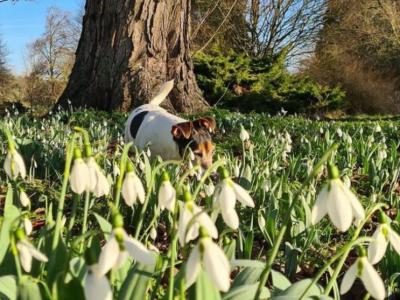 消失半世纪 罕有雪花莲在英国北安普敦郡科尔汀贺尔庄园重现