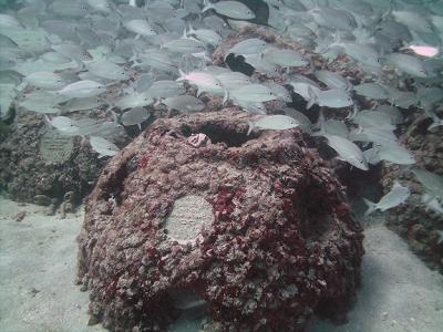 长眠海底的“珊瑚礁葬” 骨灰化作人工鱼礁 助海洋栖息地复育