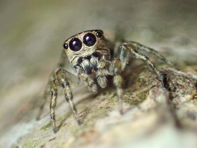 瑞士伯尔尼自然历史博物馆宣布发现第50000种蜘蛛Guriurius minuano