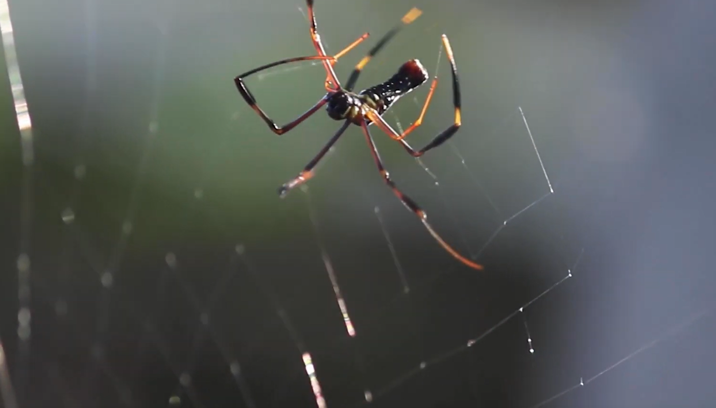研究人员使用夜视仪和人工智能来了解蜘蛛如何结网