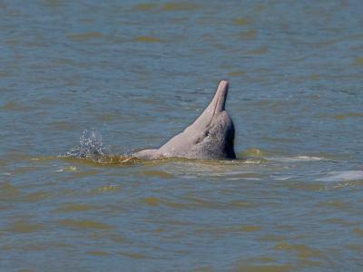福建省宁德市霞浦县盐田乡南塘村前海面发现两只国家一级保护动物中华白海豚