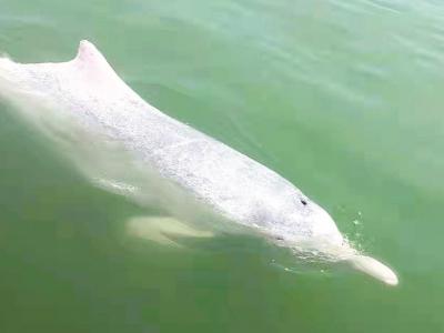 广东省湛江雷州湾海域发现约30条中华白海豚在水中嬉戏