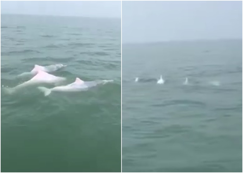 广东省湛江雷州湾海域发现约30条中华白海豚在水中嬉戏
