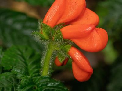 厄瓜多尔发现失落的南美野花Extinctus