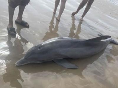 美国德州生病母海豚在金塔纳海滩搁浅 被游客骚扰不幸死亡