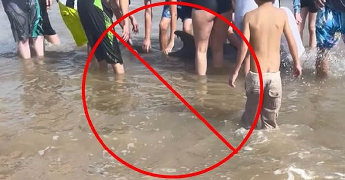 美国德州生病母海豚在金塔纳海滩搁浅 被游客骚扰不幸死亡