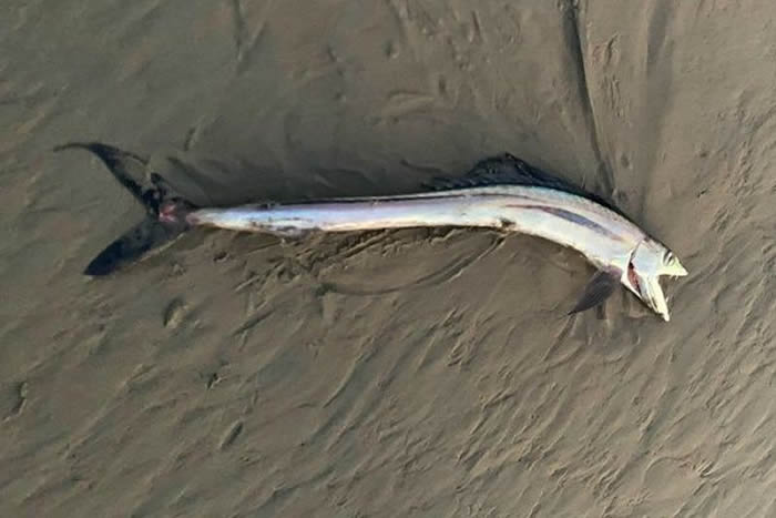美国加州海滩发现深海獠牙怪鱼冲上岸 专家：长吻帆蜥鱼
