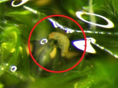 《科学报告》杂志：水熊虫会利用蜗牛湿黏的身体搭顺风车带自己迁移到较远的地方