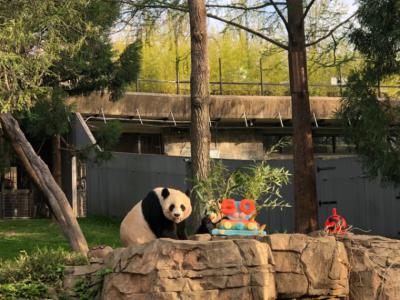 美国华盛顿国家动物园举行大熊猫抵美50周年庆祝活动