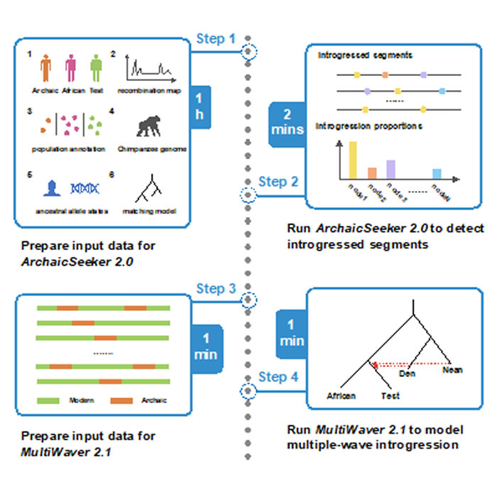 ArchaicSeeker2.0方法重构古人类基因交流模型的分析流程