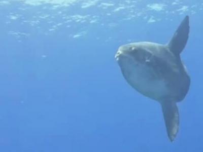 日本冲绳县潜水员潜泳时遇见长达4米的超巨型拉氏翻车鱼