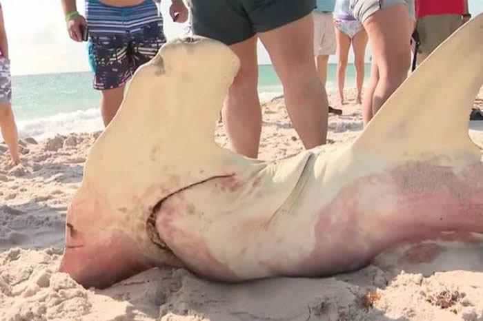 美国佛罗里达州海滩出现巨大双髻鲨尸体 剖后发现竟怀有23只幼鲨