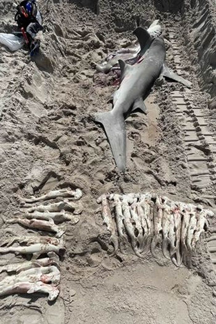 美国佛罗里达州海滩出现巨大双髻鲨尸体 剖后发现竟怀有23只幼鲨